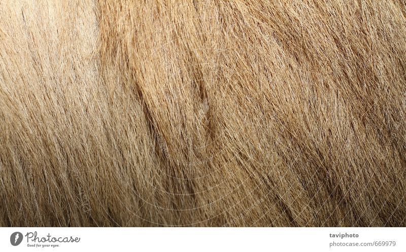 bactrian camel textured fur Skin Wallpaper Zoo Nature Animal Fur coat Pelt Hair Authentic Natural Wild Brown Consistency wildlife camelus bactrianus background