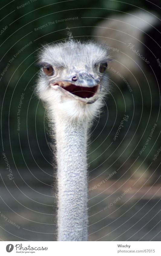 Oiiii! Emu Animal Bird Head Looking Zoo Bouquet