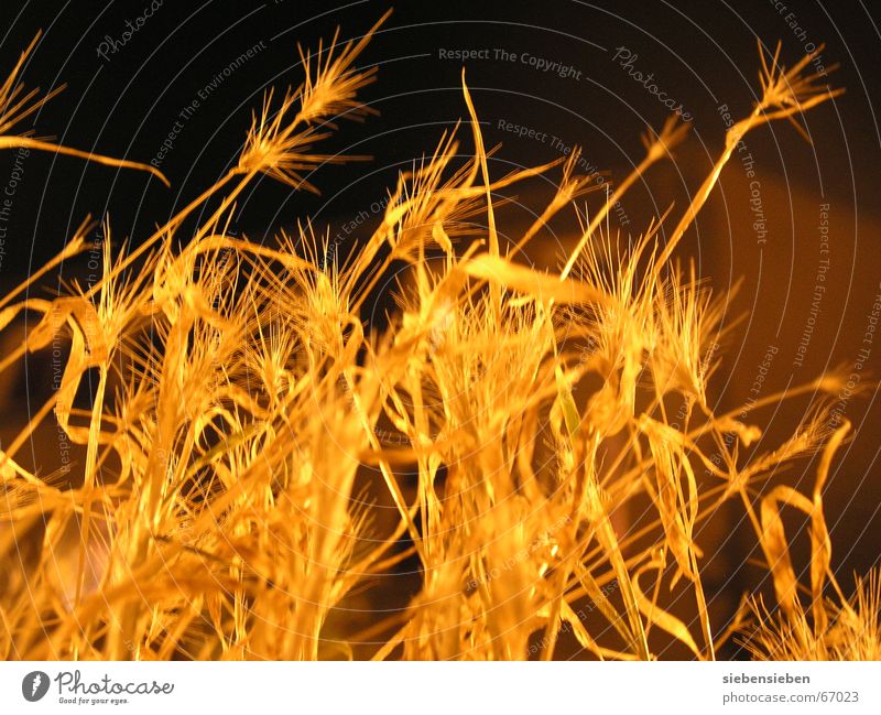 At night Lighting Crops Cereals Dry Dried up Night Dark Plant Illuminate Drought Blade of grass Ear of corn Botany Radiation Verdant Glittering Gold Seed