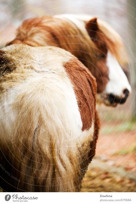 Ferdi Sports Ride Nature Animal Horse 1 Natural Beautiful Wild Soft Brown Colour photo Exterior shot