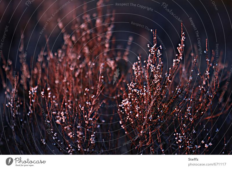 withered heather in February Heathland heather bush mysterious pagan Heath silence Nordic Domestic Nordic romanticism Nordic nature native wild plants