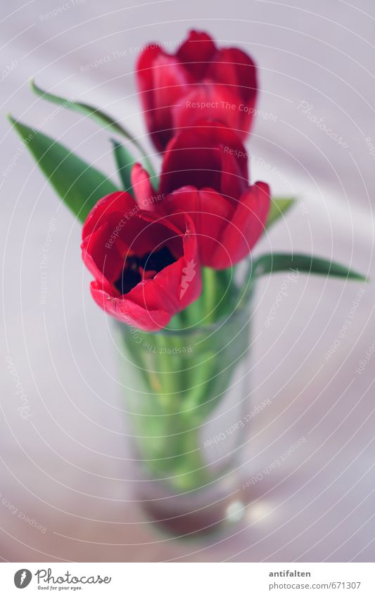 tulips Plant Flower Tulip Leaf Blossom Decoration Bouquet Flower vase Vase Glass Fragrance Stand Happiness Gray Green Red Moody Happy Joie de vivre (Vitality)