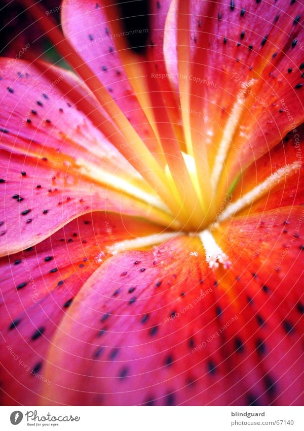 Hocus Focus III Blur Depth of field Flower Blossom Red Yellow Summer Relaxation Macro (Extreme close-up) Power Brilliant Multicoloured Focal point fuzzy depth
