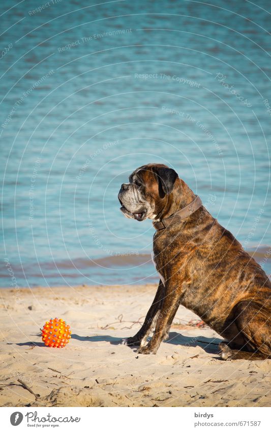 He just wants to play. Water Spring Summer Beautiful weather Lakeside Beach Ocean Pet Dog Boxer 1 Animal Toys Ball Observe Crouch Sit Wait Esthetic Funny