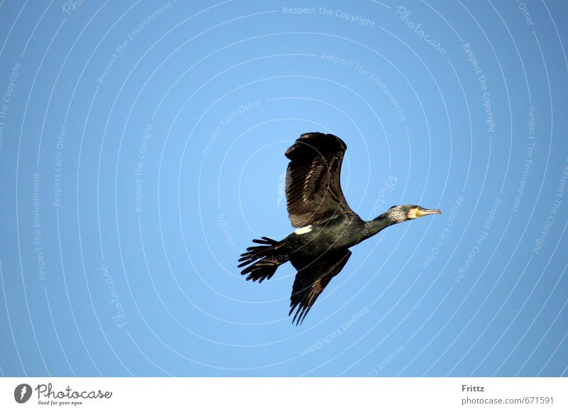 ... everything that has wings flies ... the cormorant Nature Air Sky Cloudless sky Beautiful weather Animal Wild animal Bird Wing Cormorant black bird