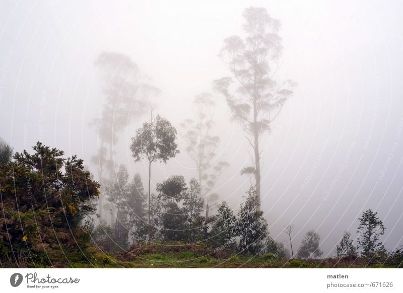 by day and by fog Nature Landscape Plant Winter Weather Bad weather Fog Rain Tree Bushes Forest Gray Green eucalyptus Colour photo Subdued colour Exterior shot