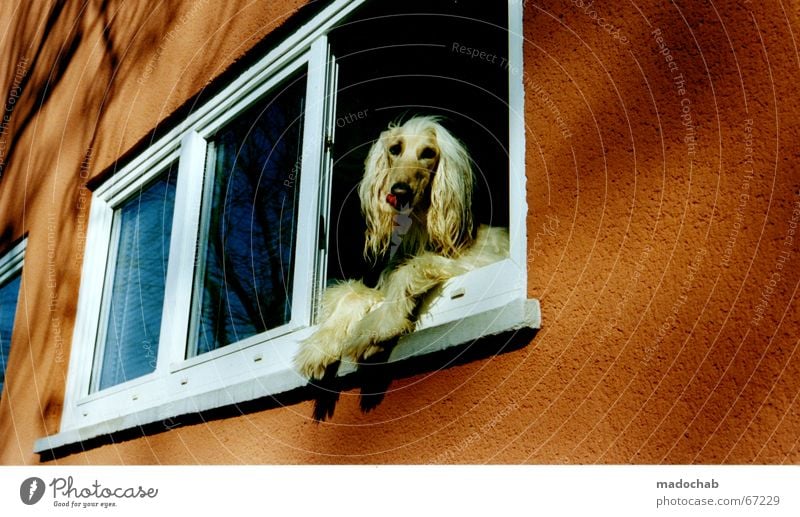 SUSPECTED SIMILARITY Dog Window Wall (building) Pretentious Long-haired Mane Pamper Vantage point To enjoy Looking Loneliness Animal humanization