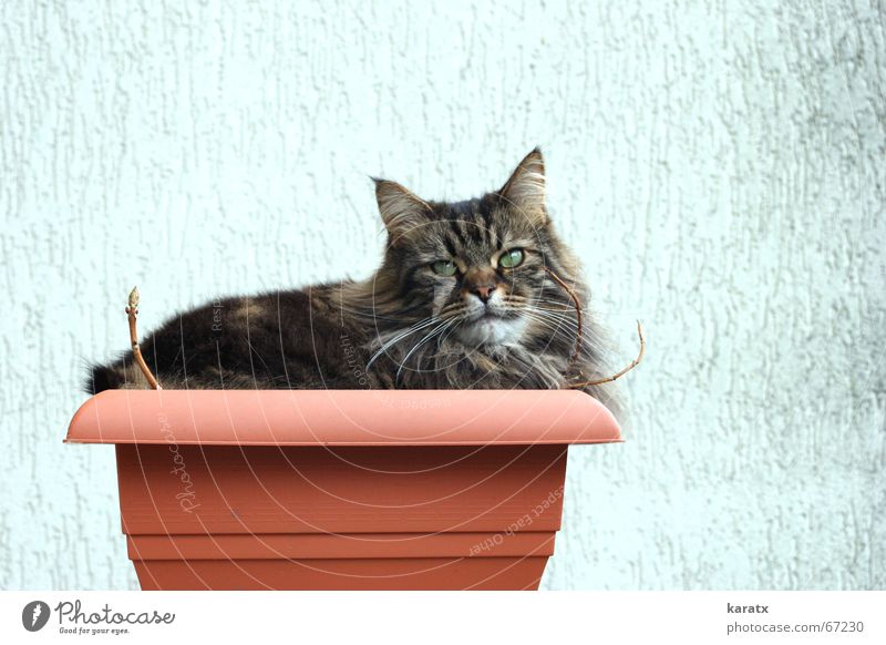 Cat in a bucket Plant Leisure and hobbies Animal Relaxation Summer Garden terrace