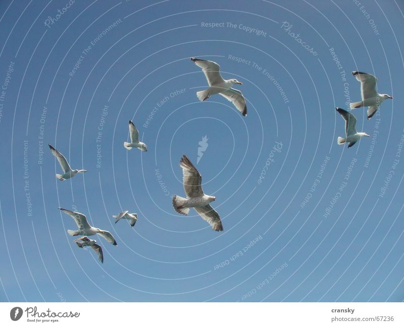 Seagulls at 11 o'clock Vacation & Travel Adventure Far-off places Freedom Summer Summer vacation Aviation Sky Bird Flying Blue Wanderlust Sky blue Cloudless sky