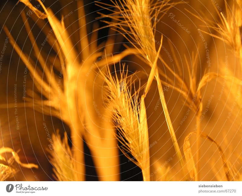 At night (III) Lighting Night Dark Yellow Plant Illuminate Dry Drought Dried up Crops Cereals Ear of corn Botany Part of the plant Environment Glittering Seed