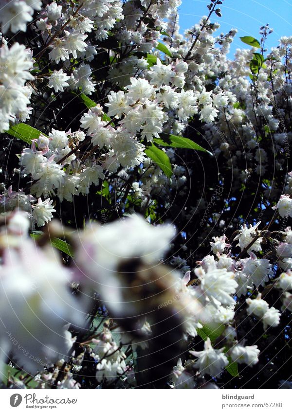 sea of blossoms Bee Blur Blossom Spring White Green Blossom leave Expel Foreground Wake up Leisure and hobbies Joie de vivre (Vitality) May sharp bee I'd rather
