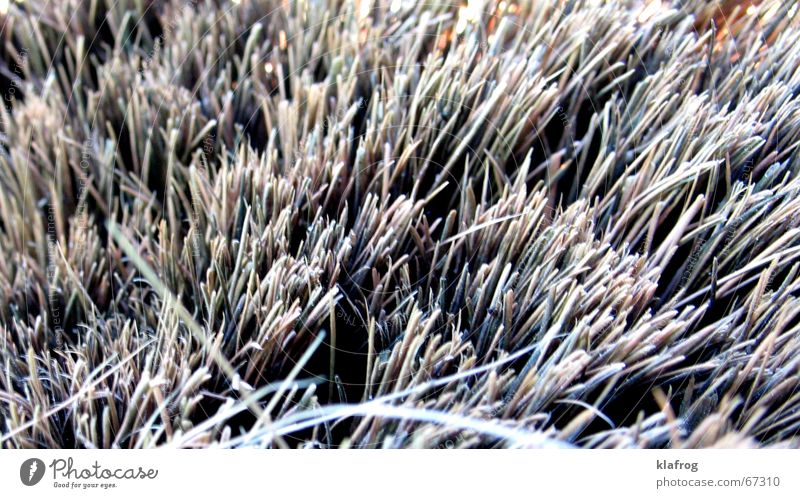 ...sweep well Close-up Broom Grass Field Sweep Closed Rasping Gray Miniature Craft (trade) Hallway brush forest hairy furry mishmash structure