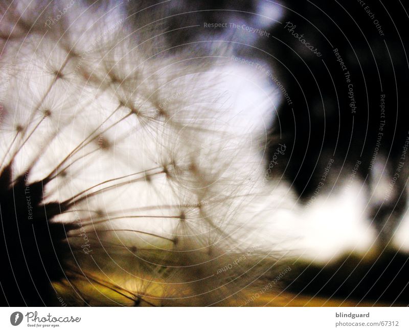 Last Summer Nights Dream Dandelion Dark Back-light Parachute Blur Think To enjoy Twilight Macro (Extreme close-up) Close-up Seed ponder