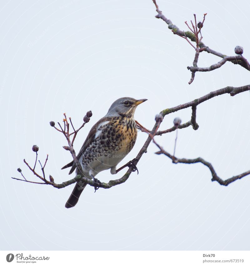 berry theft Nature Cloudless sky Winter Beautiful weather Tree cranberry Branch Twig Berries Berry bushes Garden Park Animal Wild animal Bird Throstle