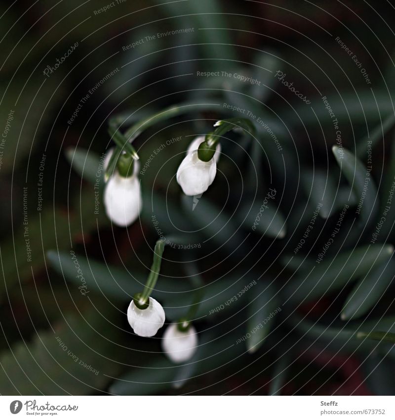 Spring messengers snowdrops Snowdrop Spring flowering plant spring flowers native wild plants Domestic flowering wild plants Dark green blooming spring flowers