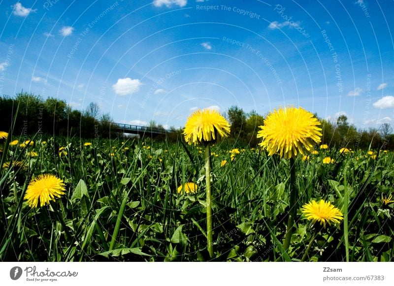 flower meadow Sky blue Clouds Meadow Green Yellow Flower Flower meadow Idyll Flower power Blue Far-off places