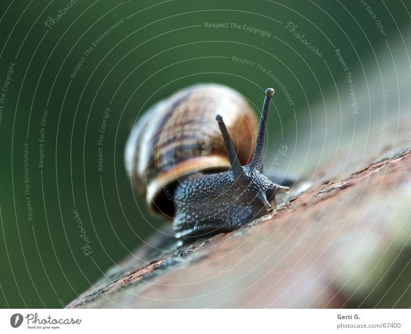 ___o\/ Animal Snail shell Movement Speed Aloof Glittering Smoothness Handrail Crash Risk of collapse Feeler Tentacle schnirkel snail Intoxication Rust Decline