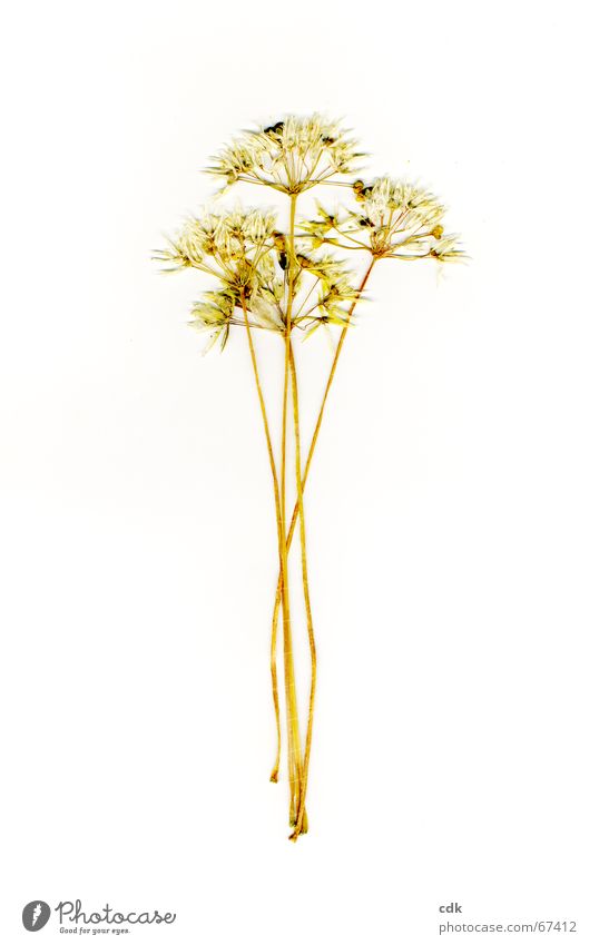 four of | dried flowers on a white background. Grass Flower Blossom Stalk Blade of grass Dried Dry Pressed Flat Picked 4 Individual Yellow Summer Memory