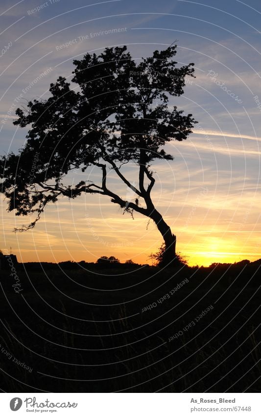 in the dark Sunset Clouds High-rise Tree Meadow Loneliness Calm Shadow Orange