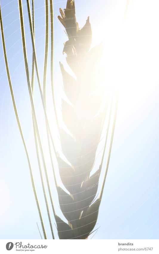 Thriving grain Wheat Blossom Field Light Grain Sun