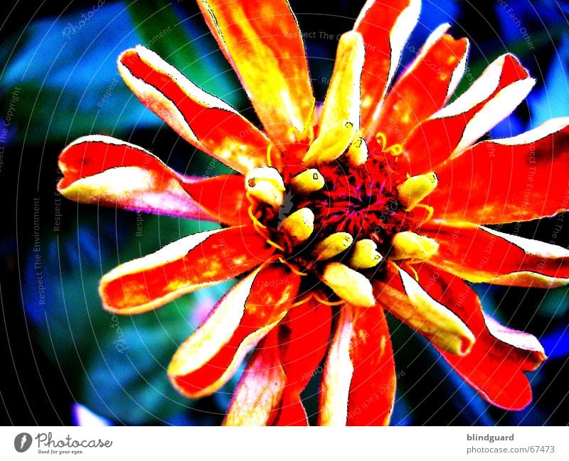 Bright colours Flower Blossom Yellow Blossoming Processed oragne Garden Nature Colour Faded stylized alienated saturation Contrast Illuminate