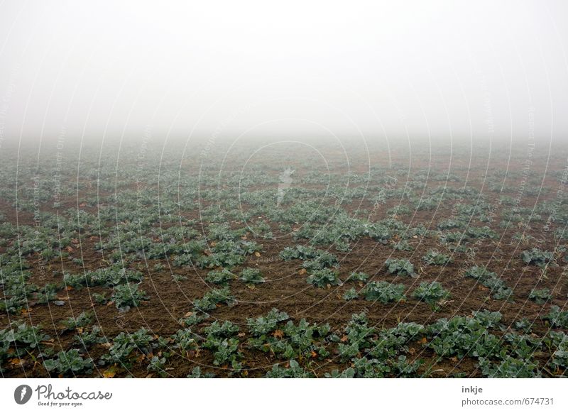 early on the field | spooky agriculture Agriculture Forestry Earth Air Horizon Autumn Winter Climate Bad weather Fog Plant Agricultural crop Field Deserted