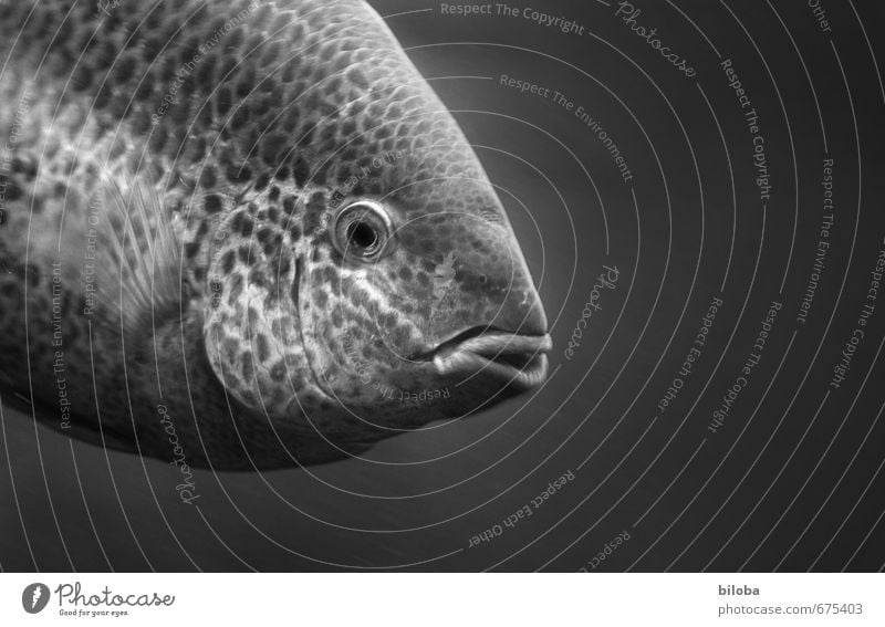 340 pixels :-) Animal Water Wild animal Fish Animal face Scales Aquarium 1 Black White Looking Eyes Mouth Laughter Close-up Deserted Copy Space right Contrast