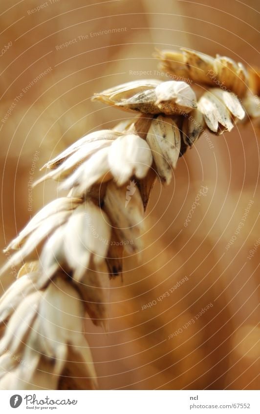 Wheat up close Ear of corn Field Summer Meadow July Macro (Extreme close-up) Brown Physics Go up Nutrition Flour Grain Harvest Mow the lawn August Close-up blur