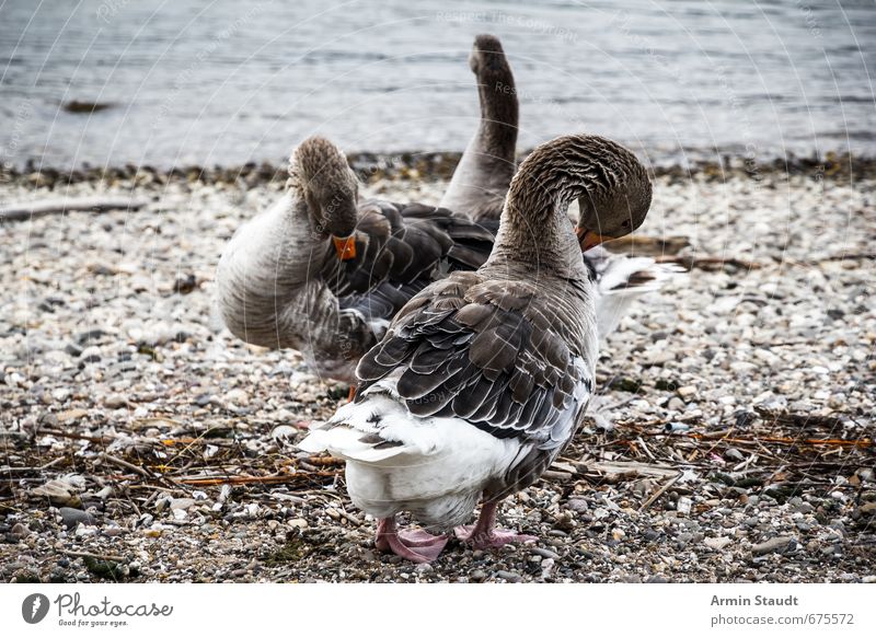 Cleaning geese on the Rhine Nature Water Beach River Wild animal Bird Goose 2 Animal Pair of animals Rutting season Stand Authentic Moody Orderliness