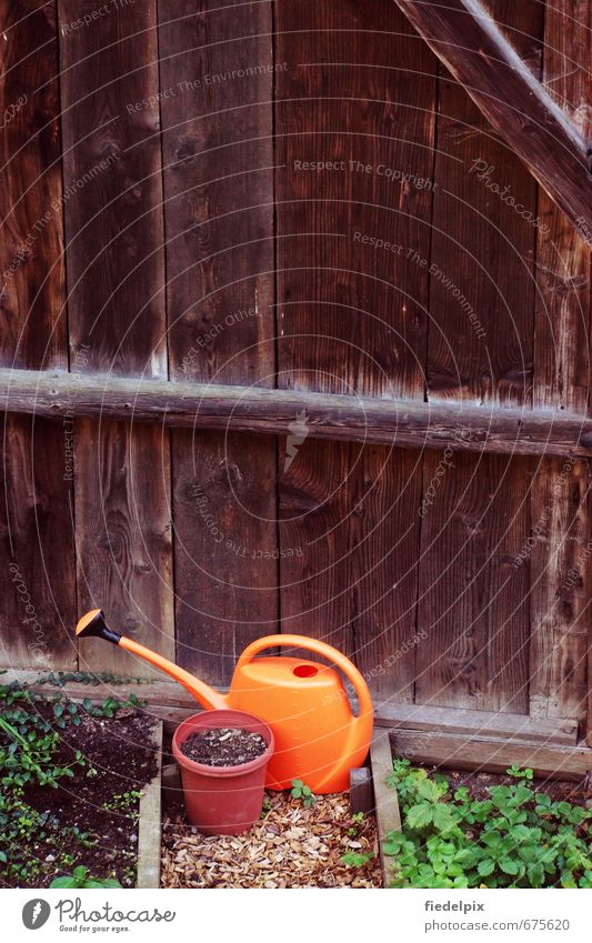 thirsty Thirst Watering can Cast Spring Summer Thirsty plants wither go out Garden Garden Bed (Horticulture) prate Orange Gardening Gardener Green Colour photo