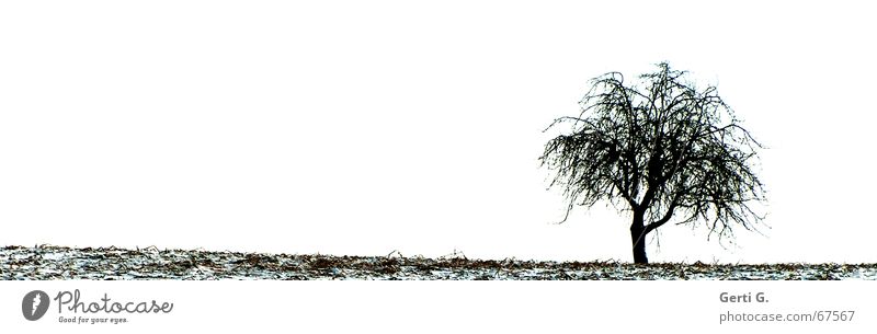 lonely Tree Nature Field Winter Individual Loneliness Leaf Cold Snow Seasons lonesome Branch leafless branches Sparse