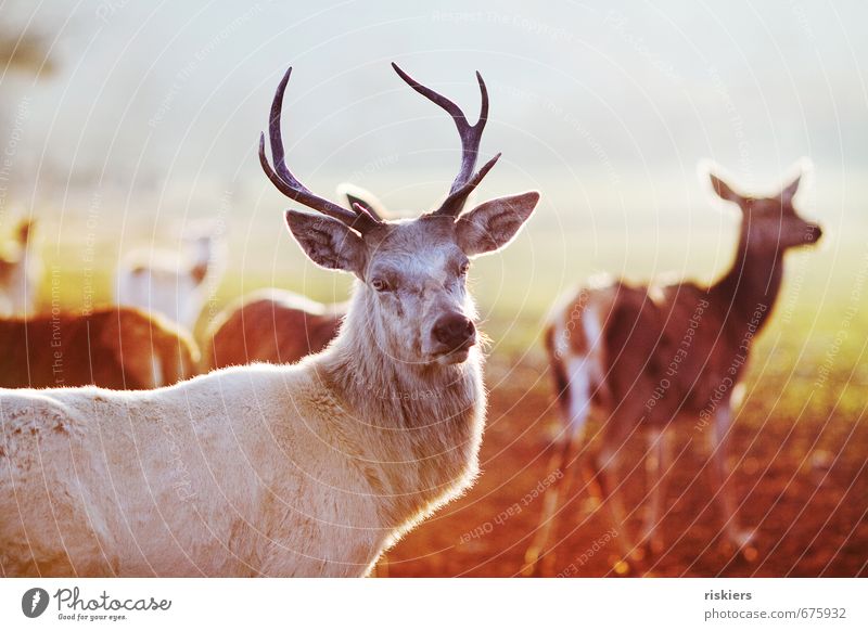 the white stag Environment Nature Sun Spring Beautiful weather Meadow Animal Wild animal Deer Group of animals Observe Looking Wait Esthetic Exceptional Elegant