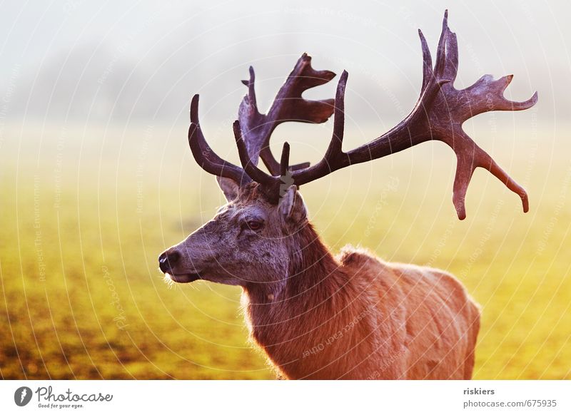 the majestic stag Environment Nature Sunlight Spring Beautiful weather Meadow Animal Wild animal Deer Red deer 1 Observe Looking Wait Esthetic Gigantic Power