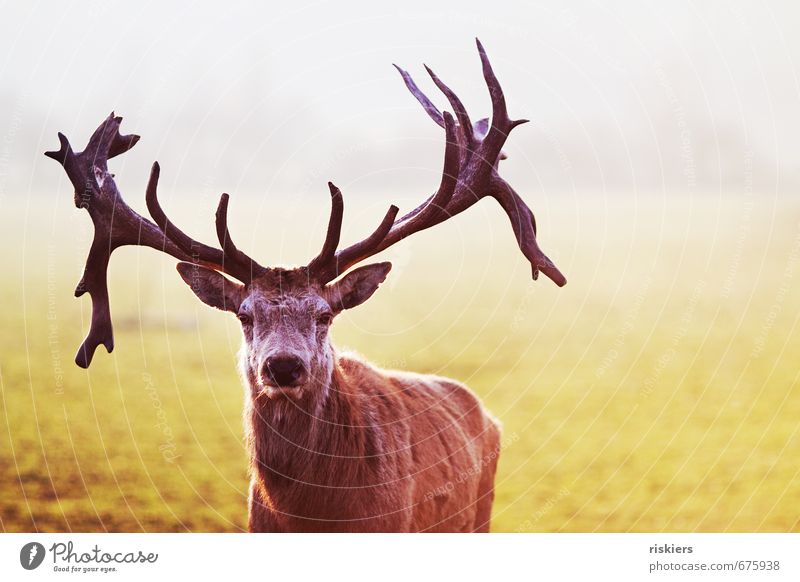 the majestic stag ii Environment Nature Spring Beautiful weather Meadow Animal Wild animal 1 Observe Looking Wait Esthetic Exceptional Elegant Self-confident