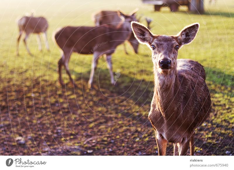 the deer with the glowing eyes Environment Nature Sun Sunrise Sunset Sunlight Spring Beautiful weather Meadow Animal Wild animal Roe deer Group of animals