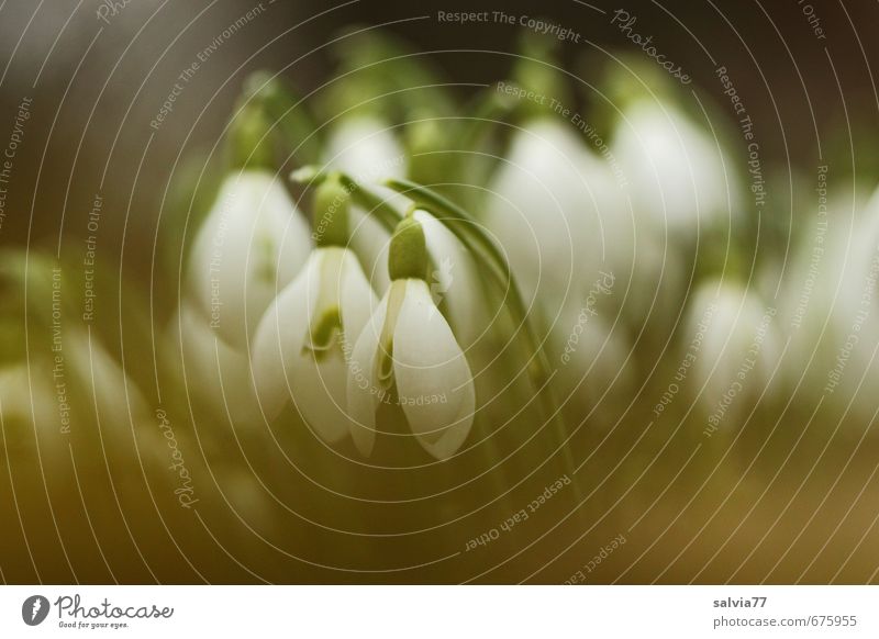snowdrops Nature Plant Spring Leaf Blossom Garden Park Meadow Natural Green Black White Trust Safety Safety (feeling of) Romance Beautiful Calm Dream Happy Hope