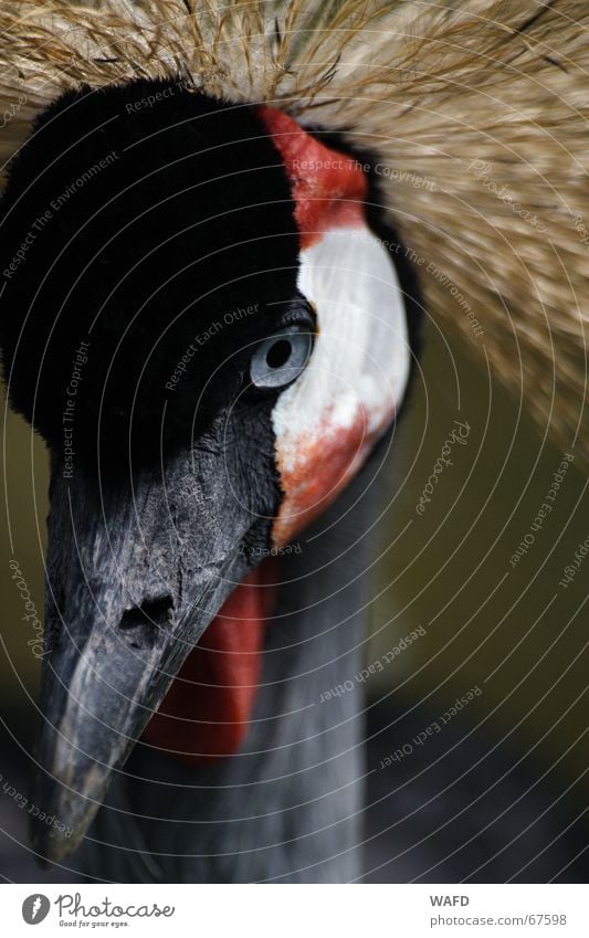 suspicion Bird Zoo Hagenbeck zoo Beak Mistrust Curiosity Close-up Eyes Treetop Observe