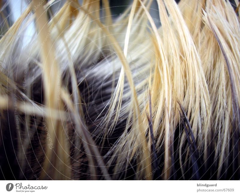 Hair-I-Krischna Hair and hairstyles Blonde bleached Dyeing Strand of hair Hair structures Detail Section of image Partially visible Tip of the hair Colour