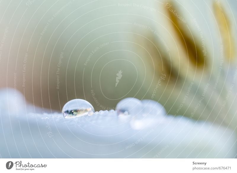 drop parade Nature Plant Water Drops of water Flower Tulip Blossom Elegant Fluid Glittering Wet Round Delicate Sensitive Soft Pistil Colour photo