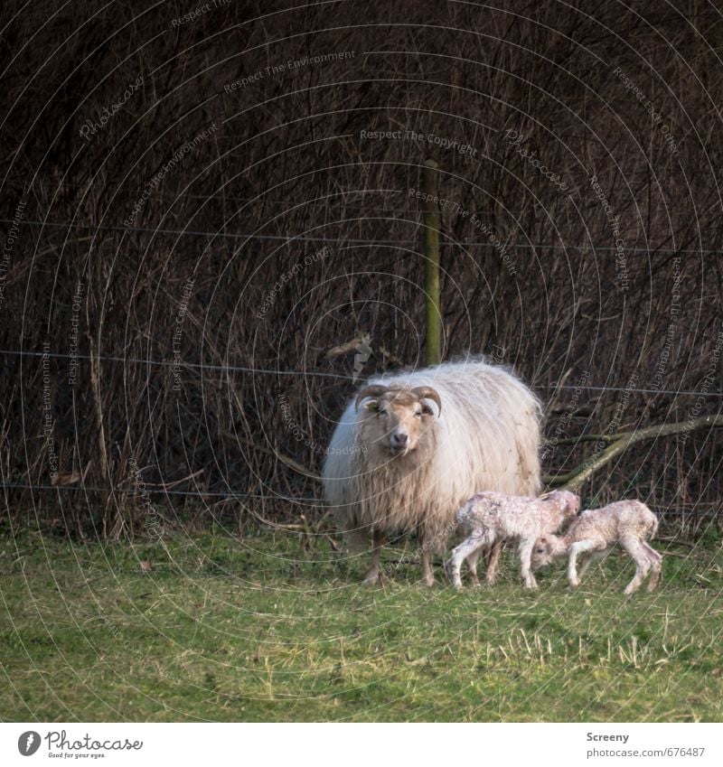 mother's happiness Nature Spring Grass Field Village Animal Farm animal Pelt Sheep 3 Baby animal Animal family Stand Happy Cute Joie de vivre (Vitality)