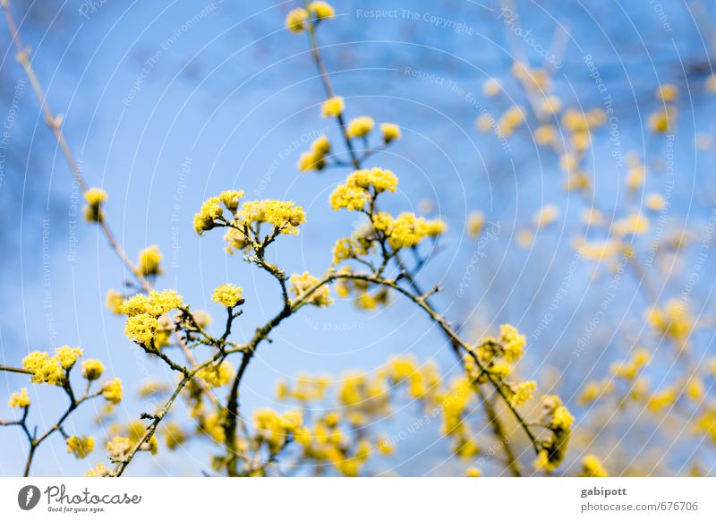Flowering plant II Nature Sky Sun Sunlight Spring Beautiful weather Plant Tree Bushes Blossom Blossoming Friendliness Happiness Natural Positive Warmth Blue