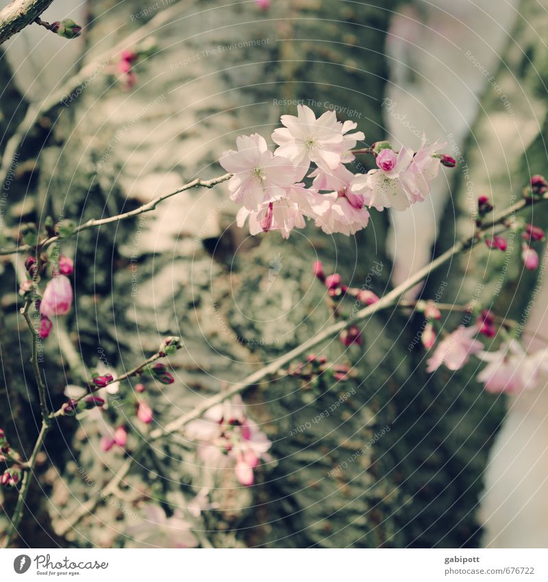 there they are again Environment Nature Landscape Plant Spring Beautiful weather Tree Blossom Garden Park Blossoming Natural Wild Soft Pink Happiness