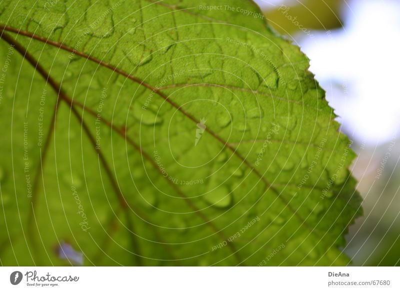 repelling Leaf Rachis Rain Plant Summer Green Sky Nature Blur raindrops