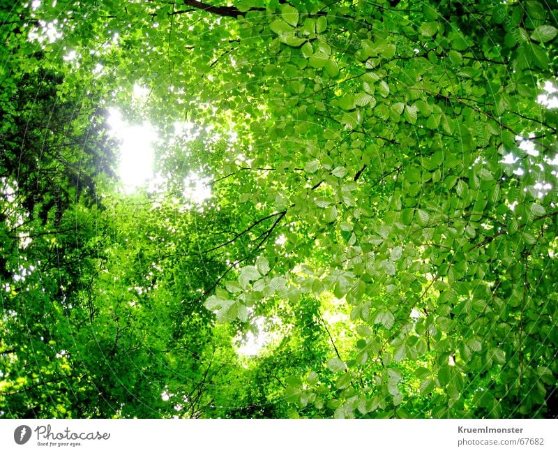 Green leaf blanket Forest Leaf Tree Summer Sun Branch Sky Bright spot Warmth