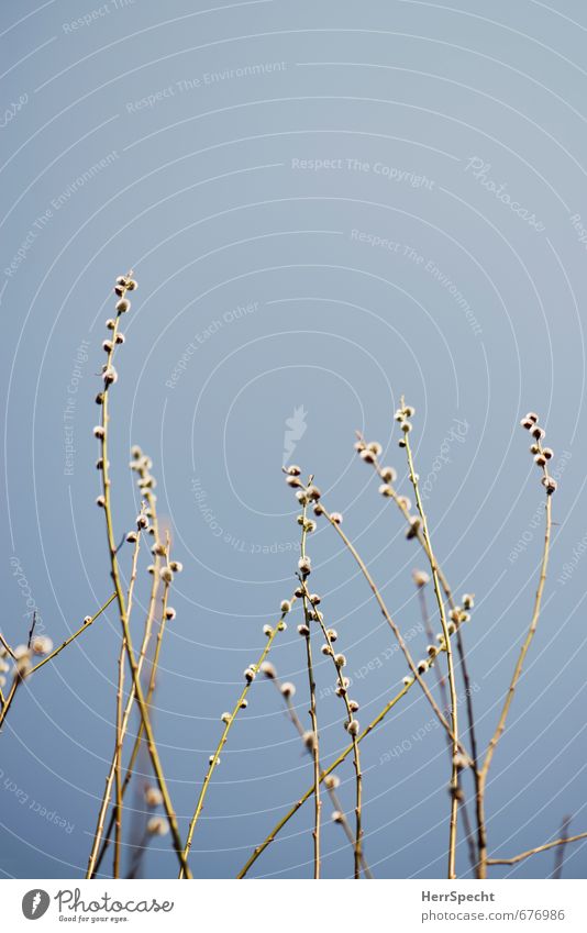 Spring stretches out its feelers... Environment Nature Plant Sky Cloudless sky Beautiful weather Foliage plant Goat willow Catkin Natural Branch furry Towering