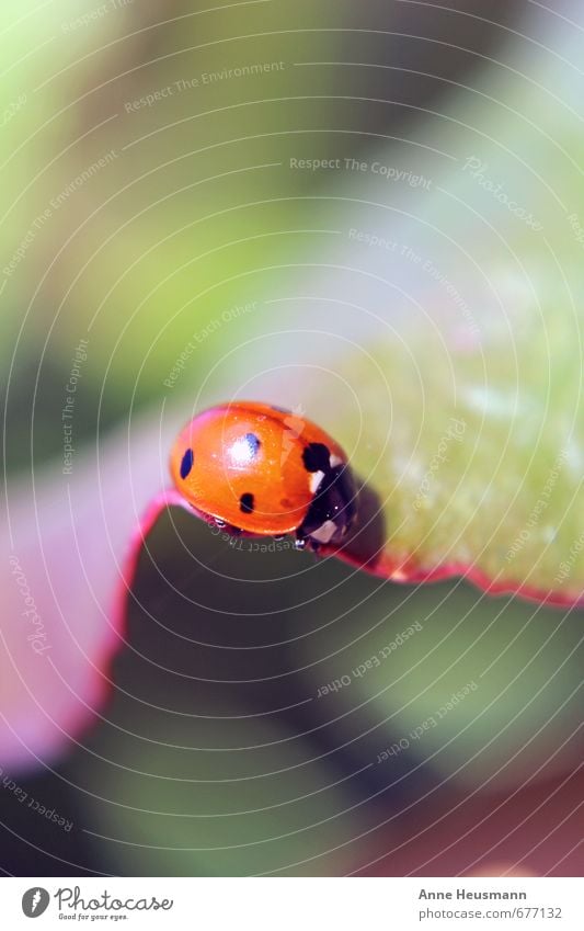 Ladybird on leaf Happy Garden Environment Nature Plant Animal Spring Summer Leaf Foliage plant Wild animal Beetle Insect 1 Good luck charm Crawl Small Near