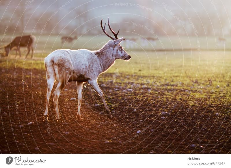 the white stag ii Environment Nature Spring Autumn Beautiful weather Meadow Field Animal Wild animal Deer 1 Herd Observe Going Looking Esthetic Exceptional