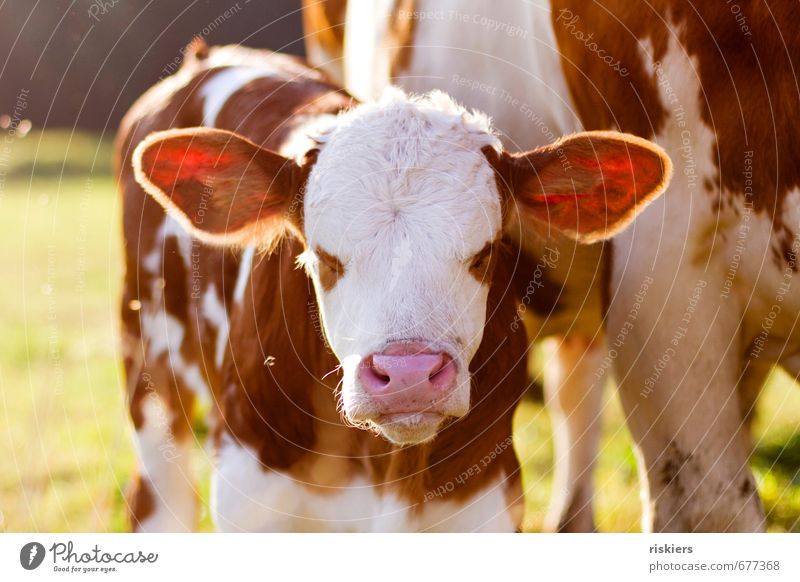 eyes to and through Agriculture Forestry Environment Nature Sunrise Sunset Sunlight Summer Autumn Beautiful weather Meadow Field Animal Farm animal Cow Calf 1