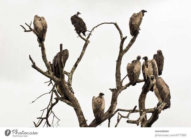 among vultures Bird Wait Vulture Tree Bleak Dreary Dark Appetite South Africa Krueger Nationalpark Colour photo Subdued colour Exterior shot Deserted