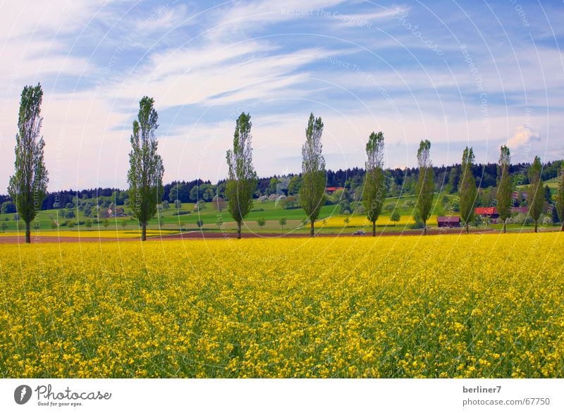 yellow addiction Canola Poplar Hill Clouds Yellow Panorama (View) Summer Nature Landscape Blue Large